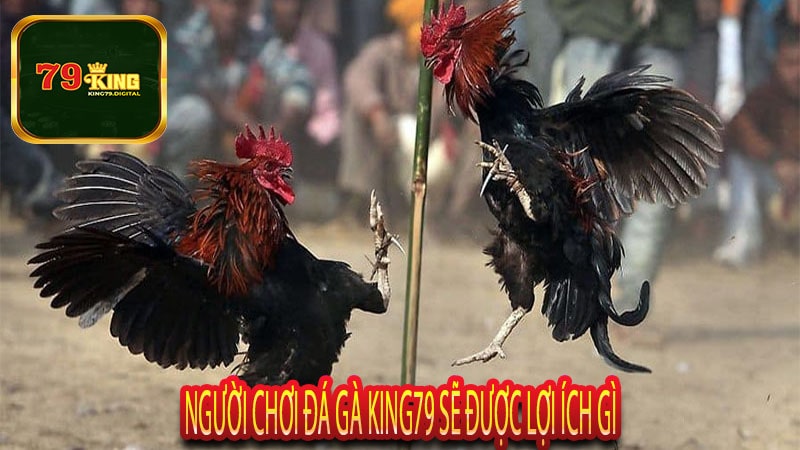 Người Chơi Đá Gà King79 Sẽ Được Lợi Ích Gì